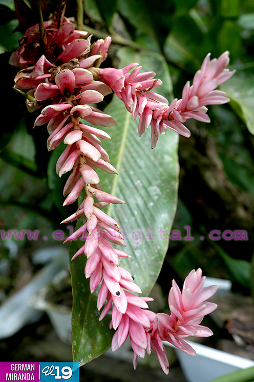 Orqu&iacute;deas, ranas y mariposas